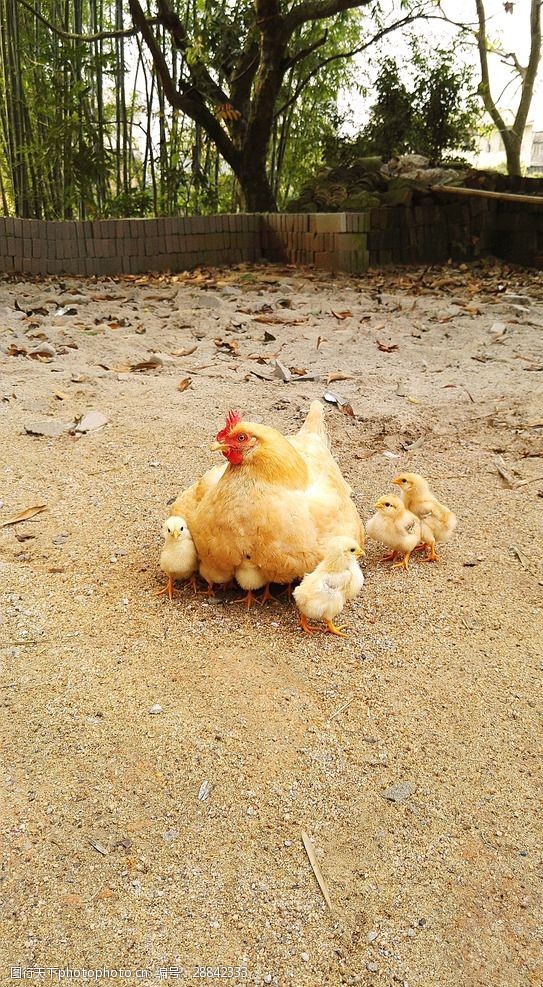 西班牙施行全国家禽圈养办法遏止禽流感延伸