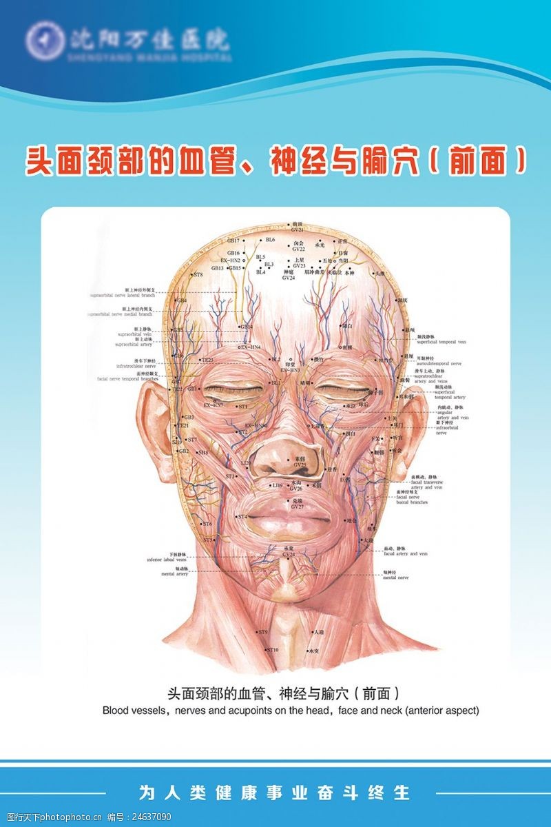 脸部经络图_脸部美容穴位