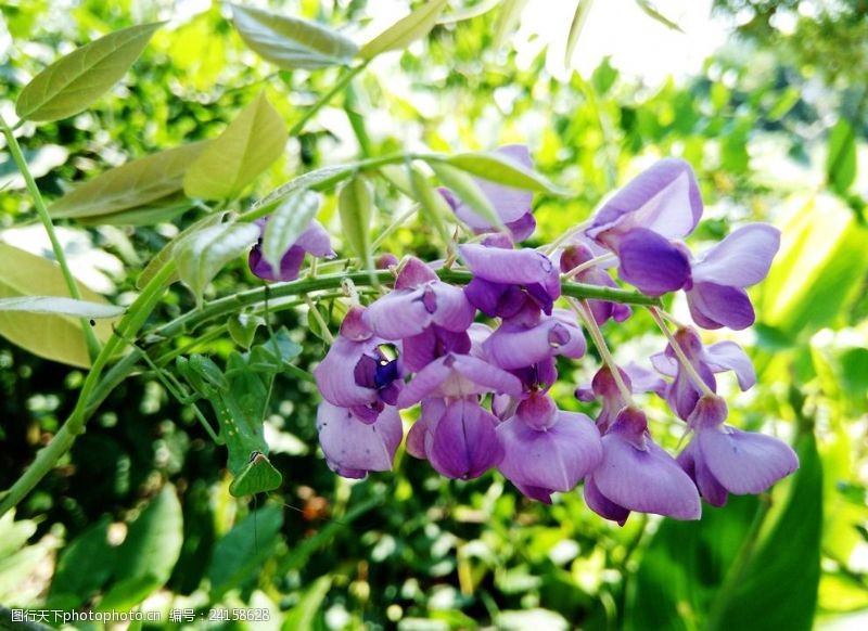 美丽的陷阱图片素材