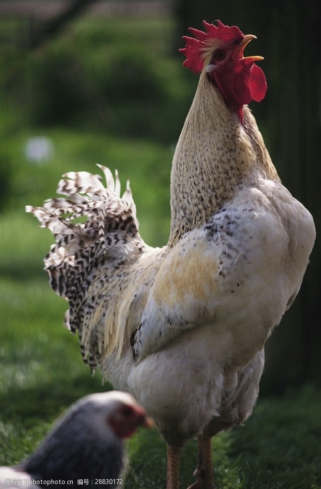 公鸡叫图片素材
