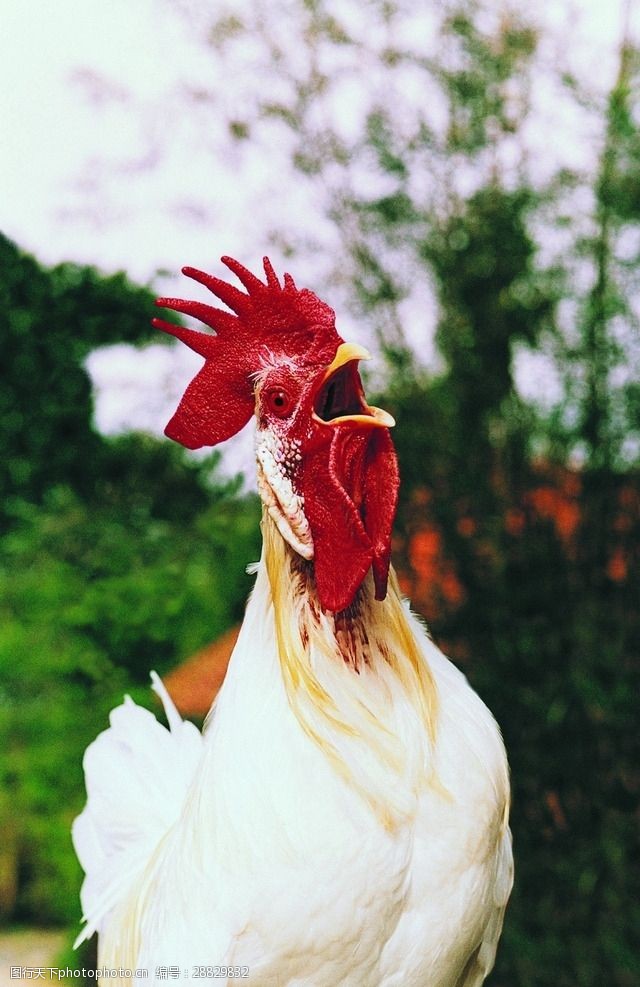 公鸡叫图片素材