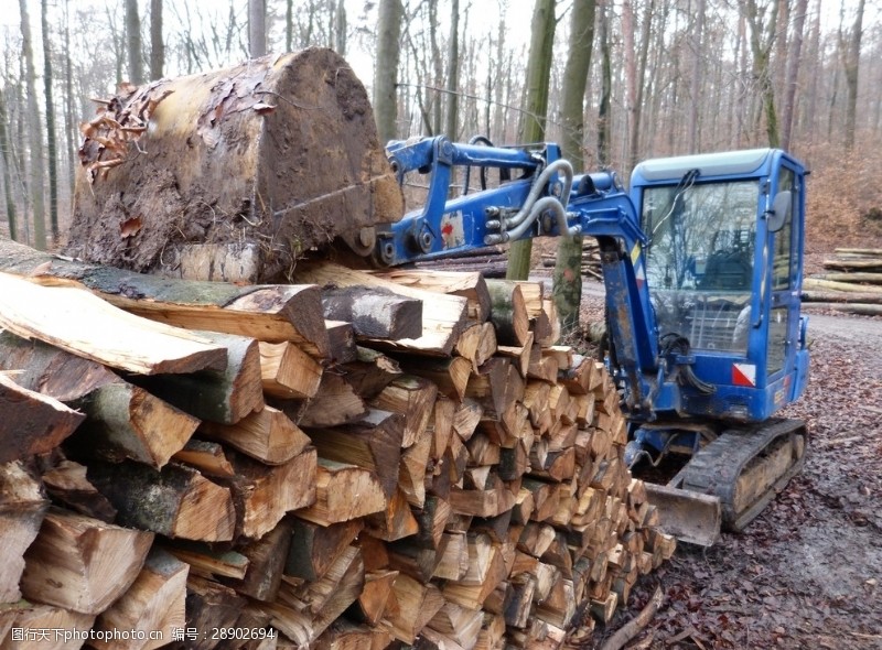 伐木森林木材