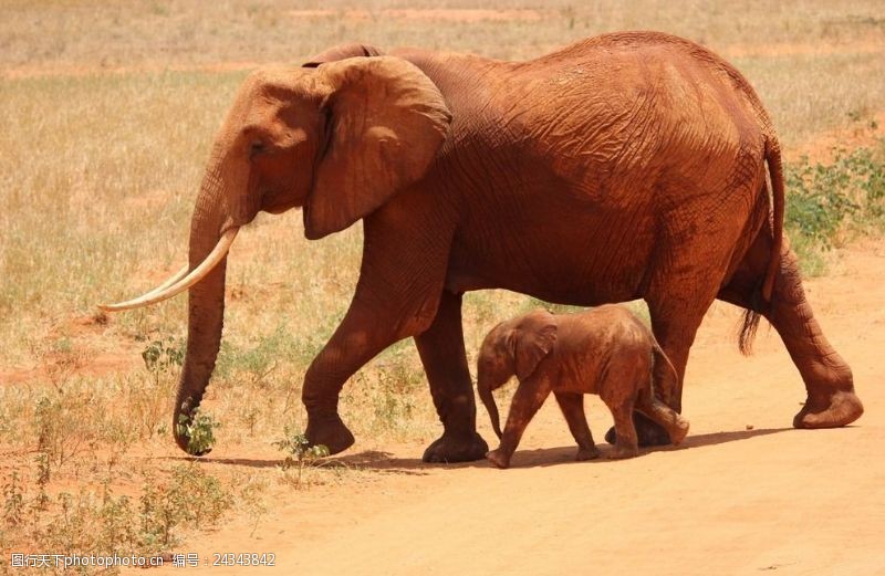 散步的大象