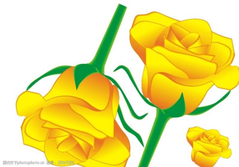 黄刺玫玫瑰花