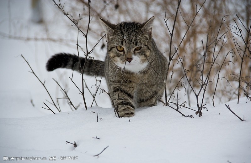 户外玩耍行走在雪地中的猫咪