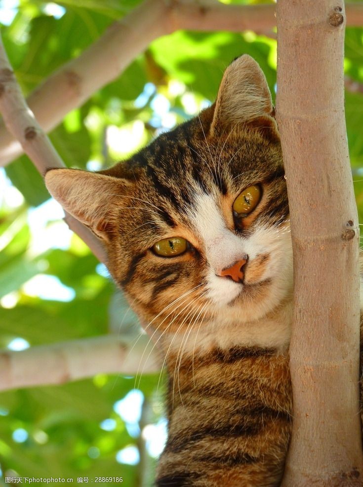 户外玩耍趴在树上玩耍的猫咪