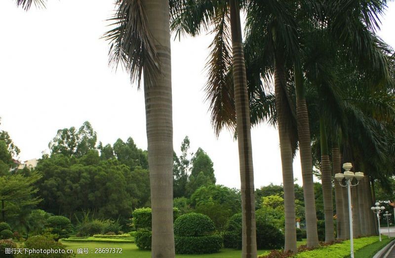 肇庆景色椰子树椰子公园