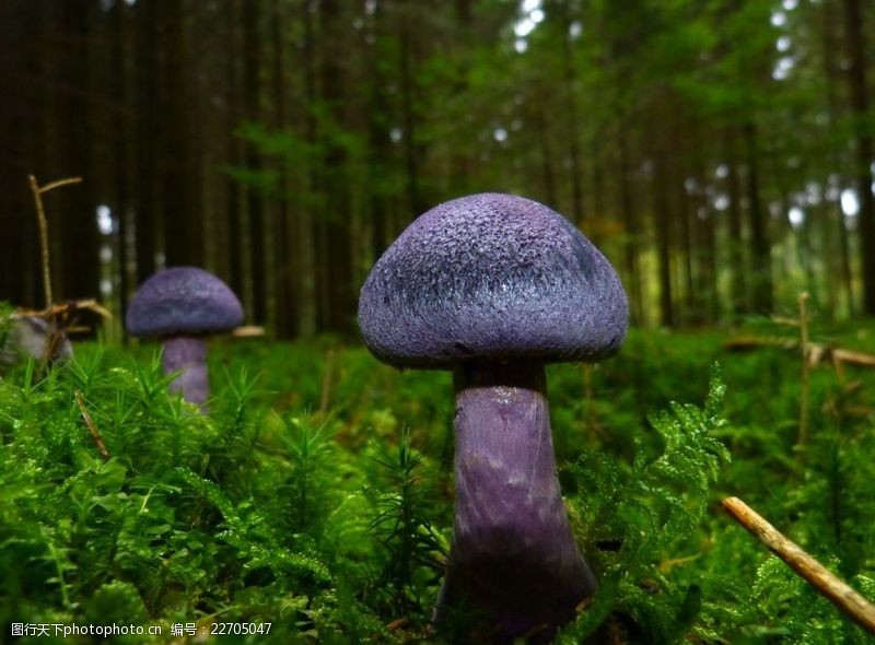 野蘑菇野生蘑菇