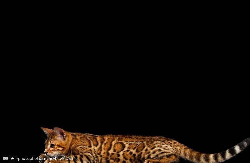 好奇猫孟加拉豹猫