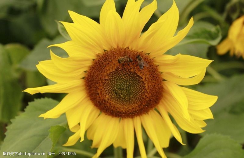黄蜜小蜜蜂向日葵