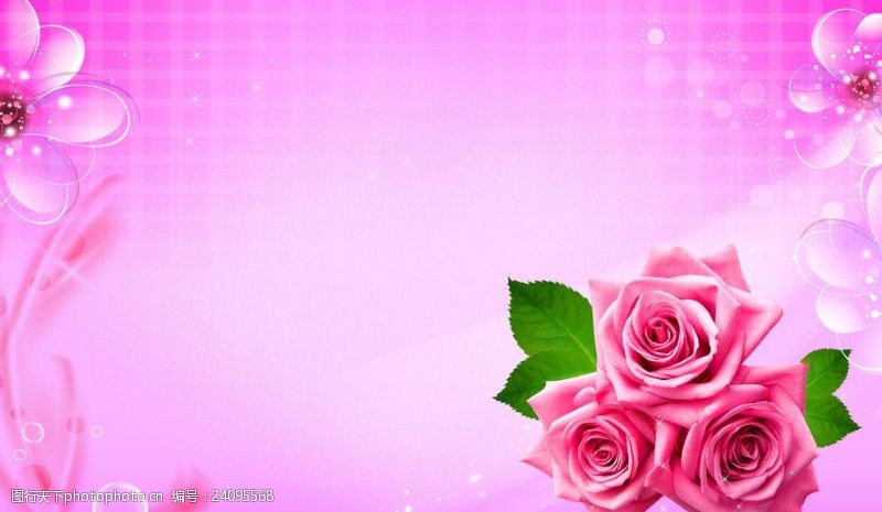 粉色玫瑰花背景粉色背景