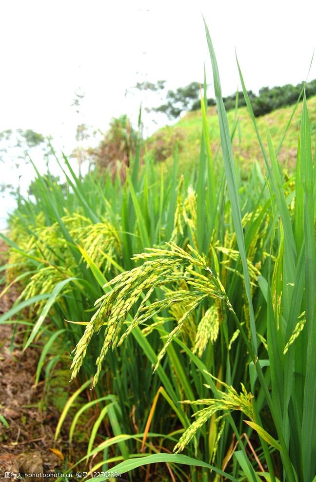 蔬菜园稻谷