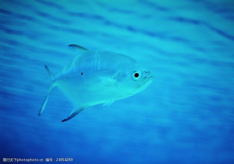 深水鱼深海鱼类摄影图片