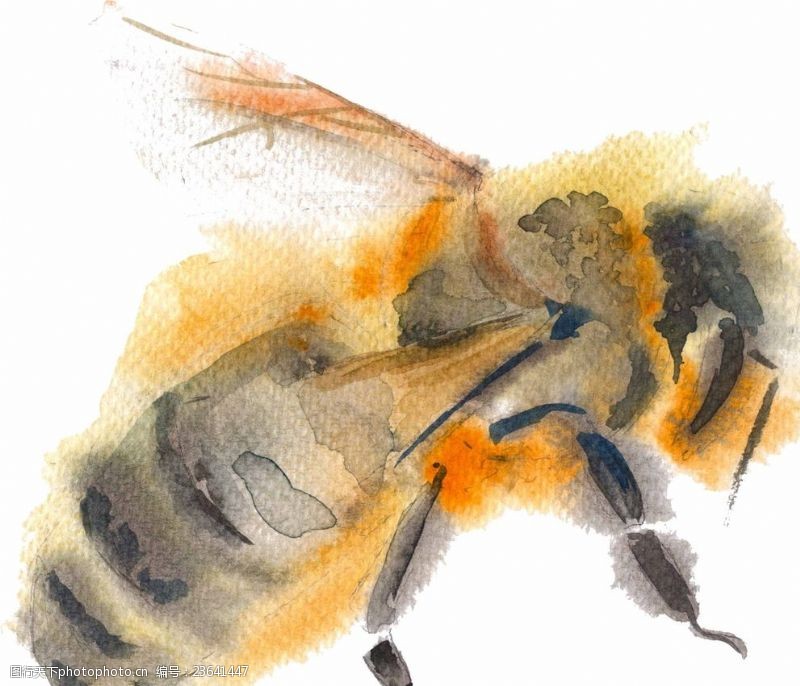 黄蜜水彩蜜蜂