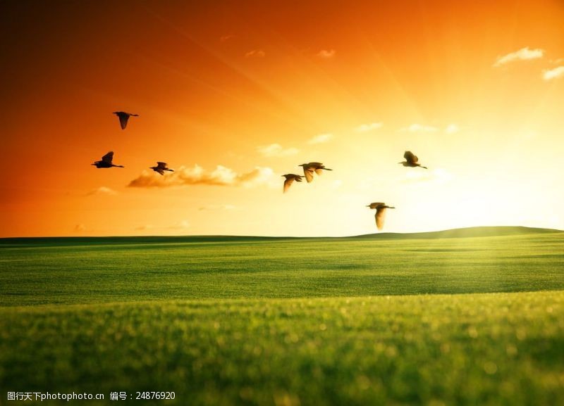空中草原草原上的小鸟图片