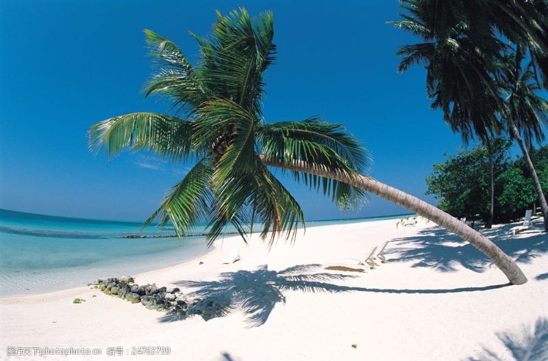 南海区海南椰子树图片