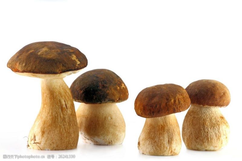 蘑菇菜4棵香菇图片