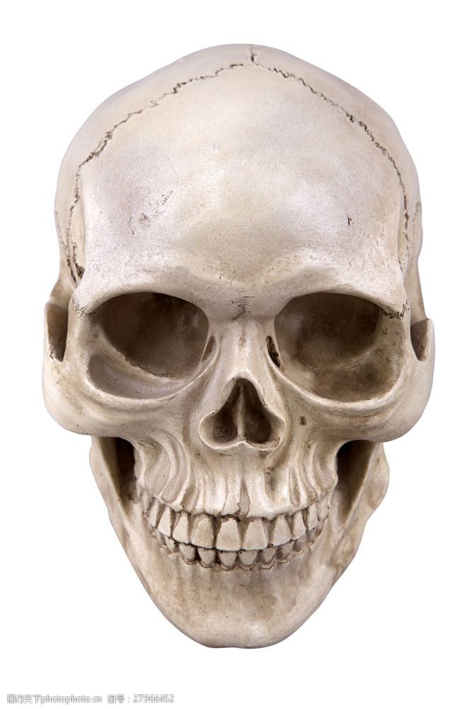 骨骼结构图骷髅头部结构图片
