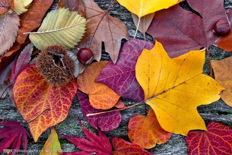 各种形状木板上的秋天树叶图片