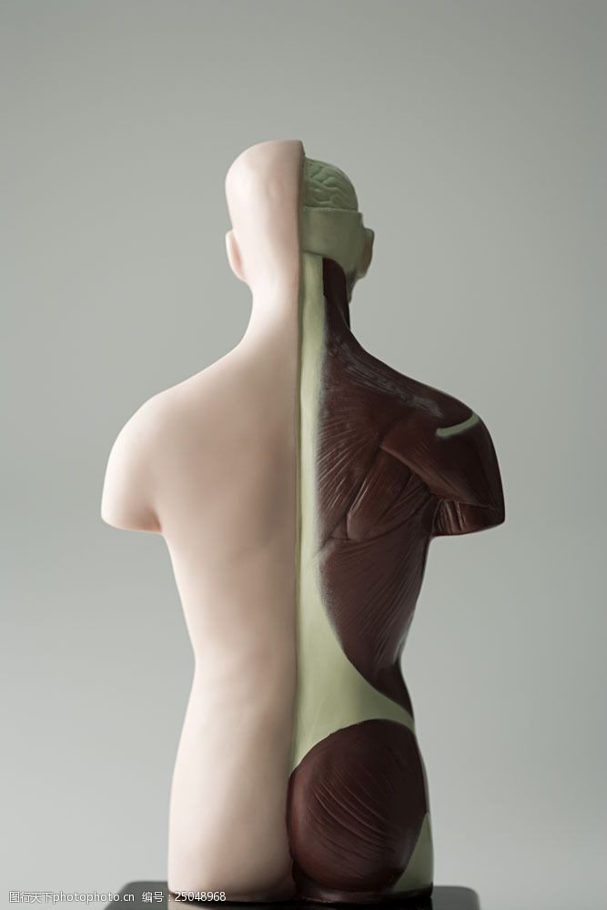 皮肤解剖图人体模型背面解剖对比图片