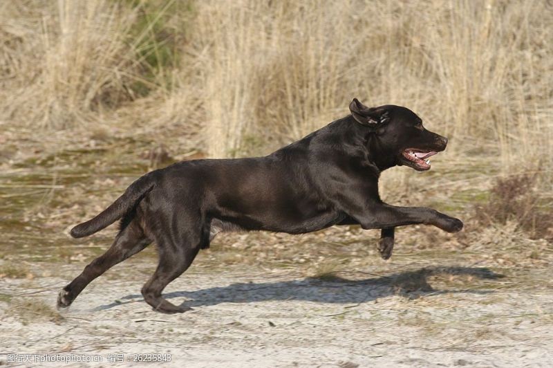 宠物犬名片奔跑的黑狗图片