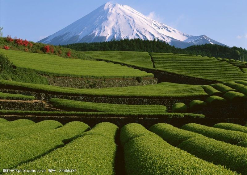 春茶图片大山下的绿色茶田素材图片