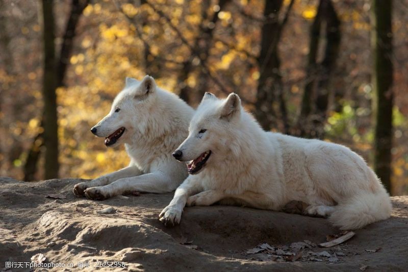 白狼趴在地上的白色狼图片
