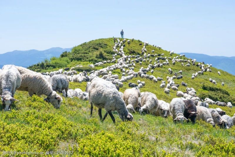 牧羊山坡上的羊群图片
