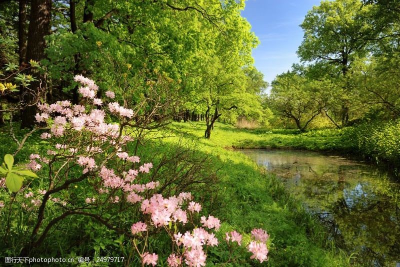 spring树林河流风景图片图片