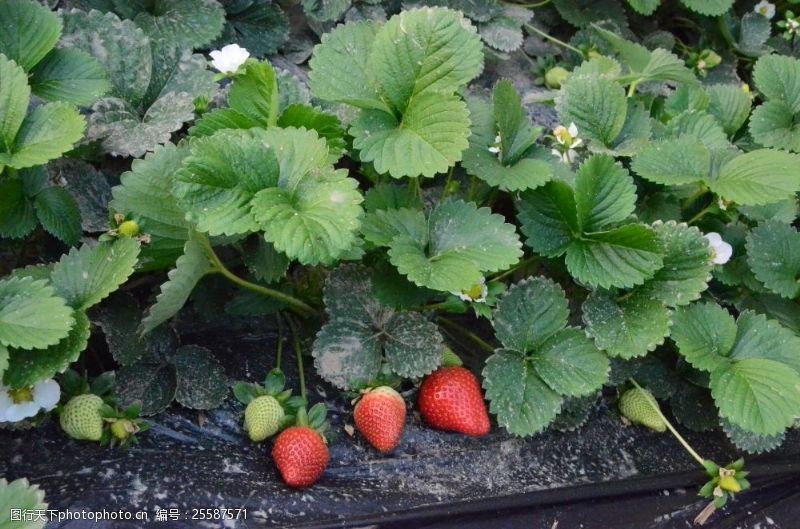 绿色农业温棚中的草莓特写镜头图片