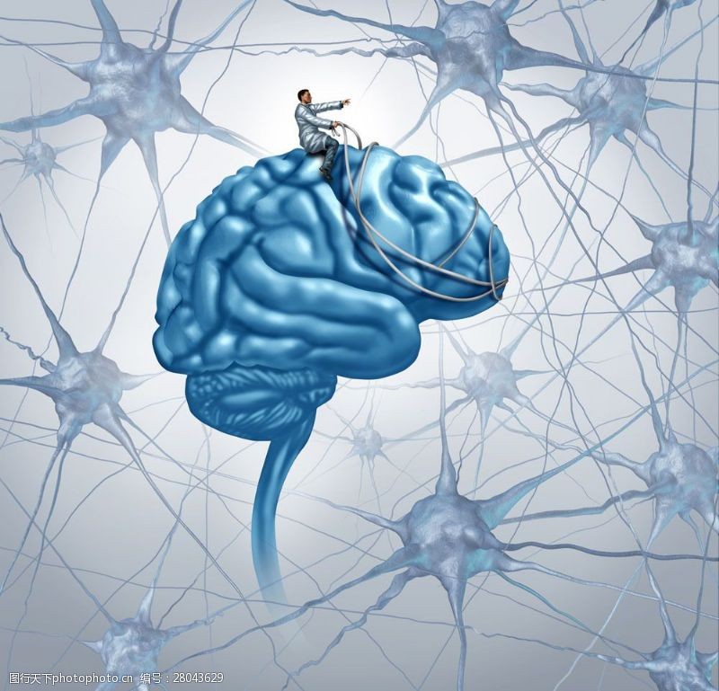大脑神经心脑神经图片