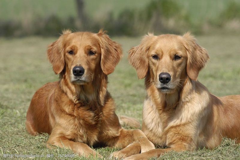 小狗名片草地上的两只宠物狗图片