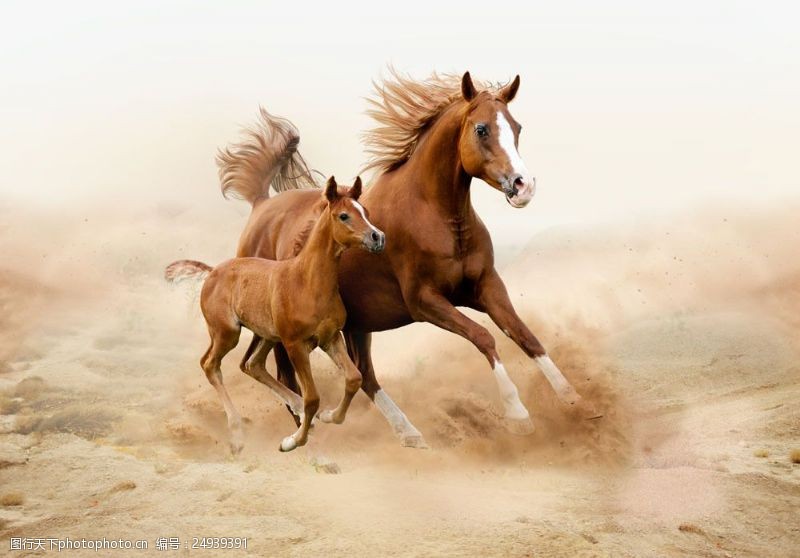 奔跑的马正在奔跑的大马与小马图片