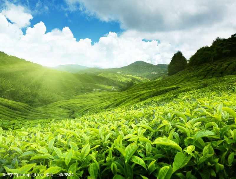 绿色茶蓝天白云下的茶叶地图片
