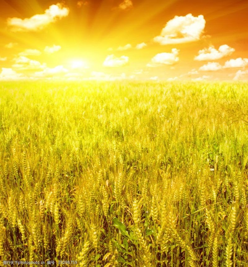 金灿灿的麦田一望无际成熟的金色麦穗图片