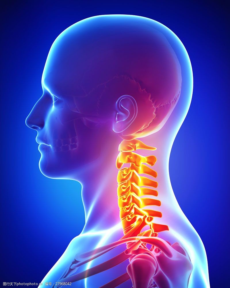 骨骼结构图颈部受伤的人体模型图片