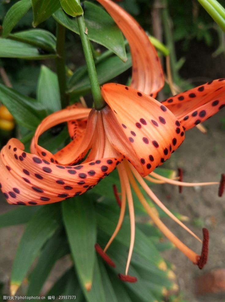 野生百合花卷莲花