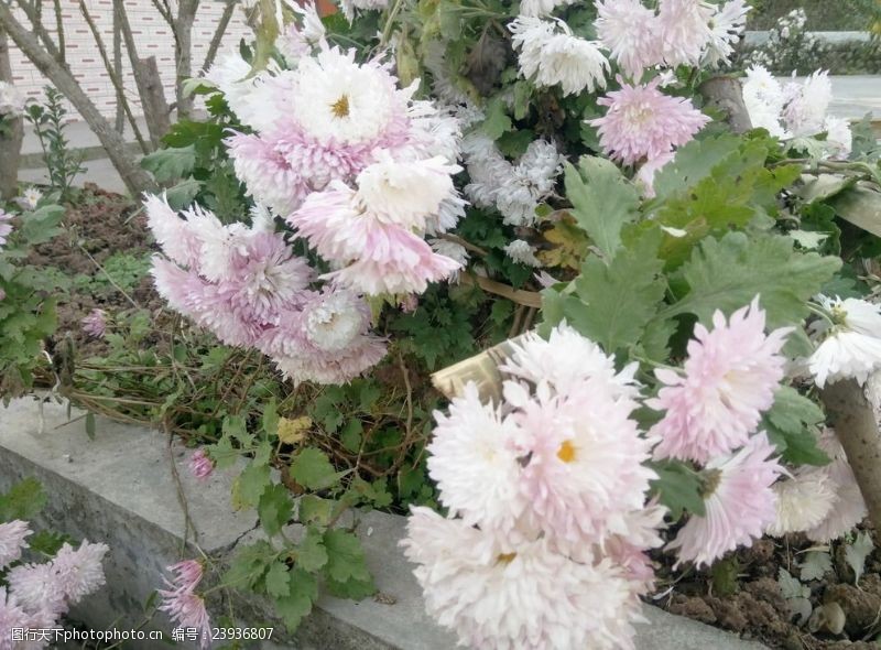 粉白菊花图片免费下载 粉白菊花素材 粉白菊花模板 图行天下素材网