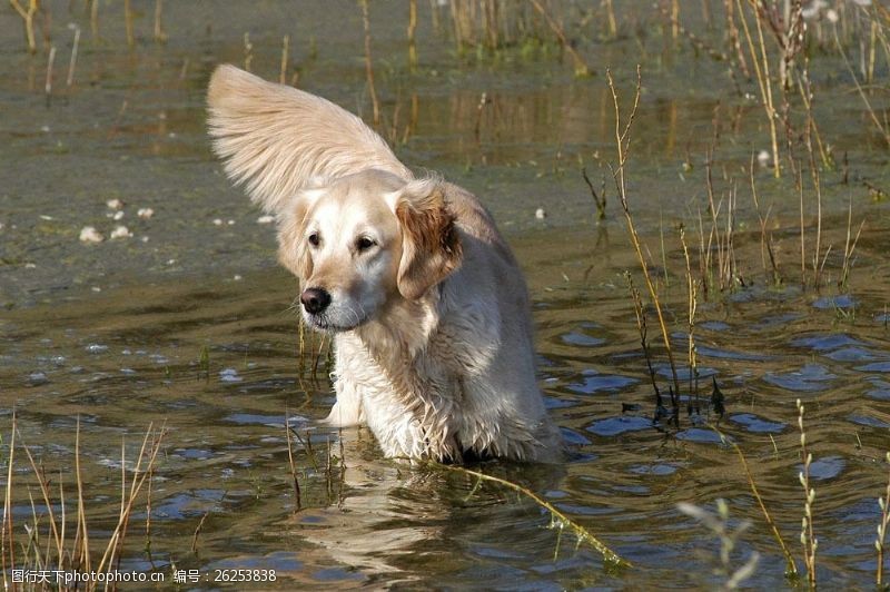 小狗名片水中的宠物狗图片