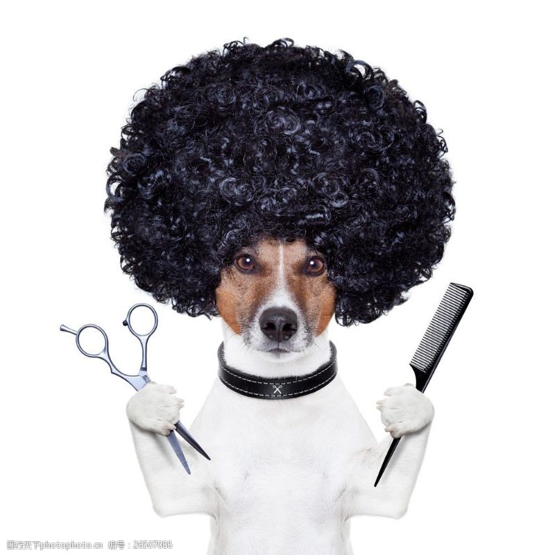 宠物剪影理发的宠物狗图片