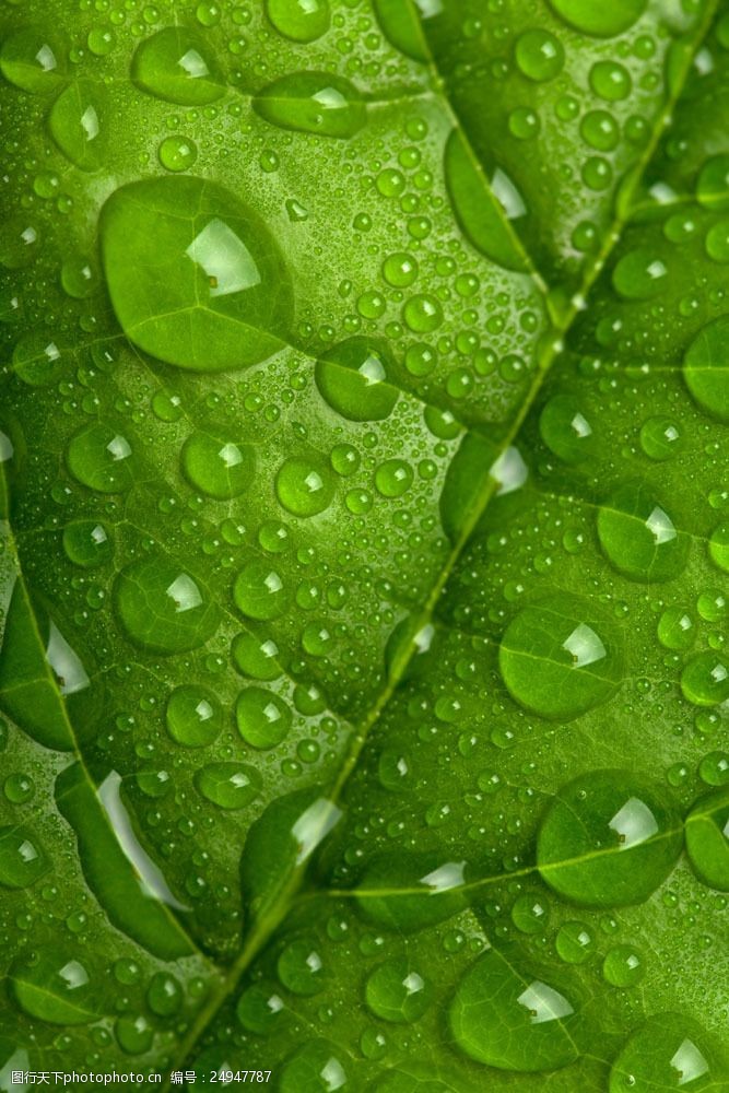 textures绿叶与水珠图片