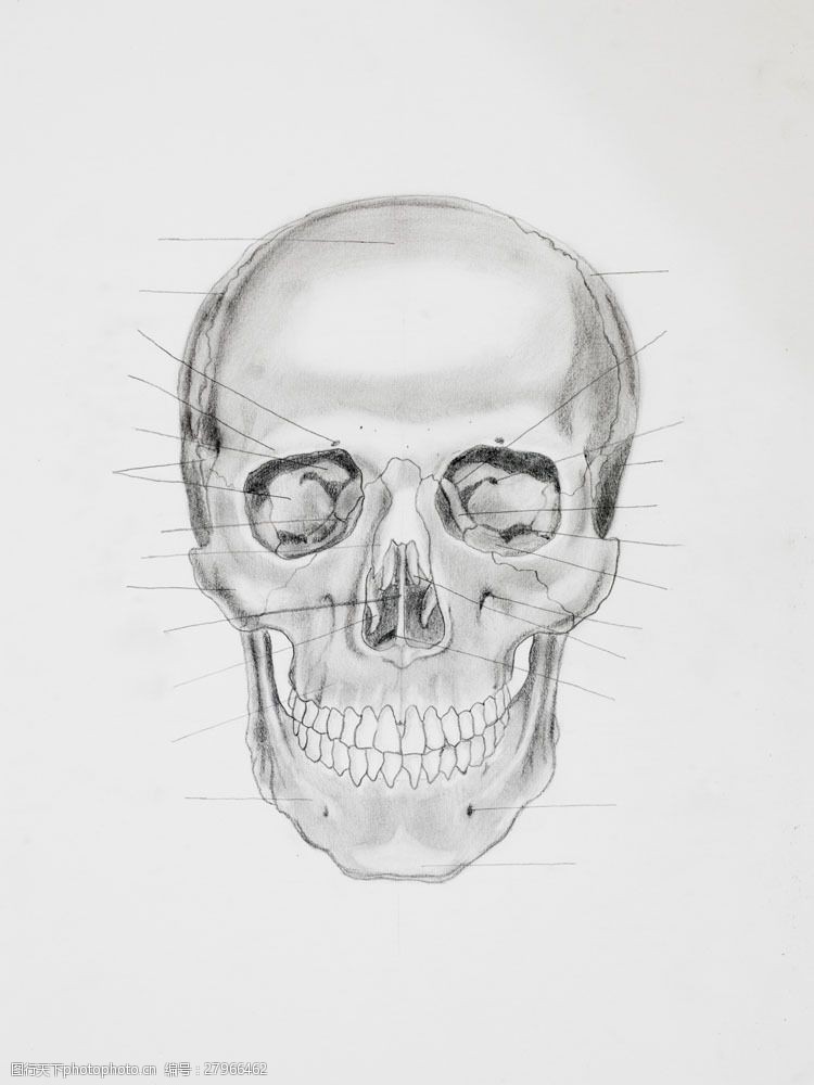 骨骼结构图人体头部骨骼图片