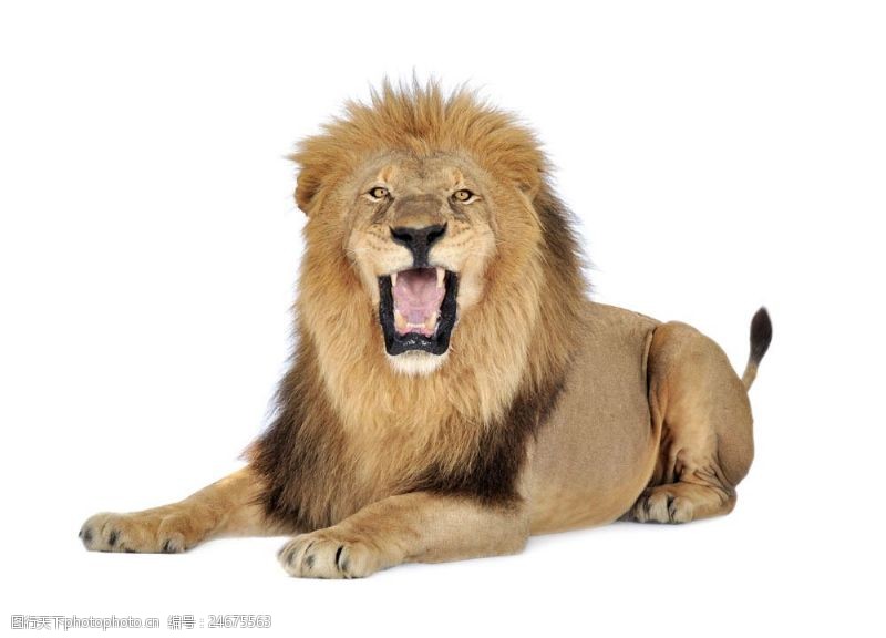 张嘴张开大嘴趴着的狮子图片