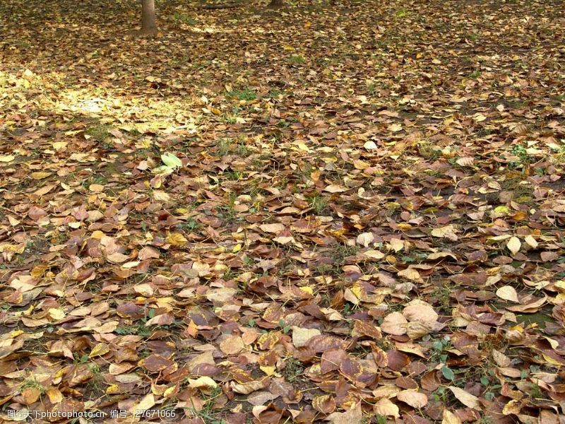 其他风光地上枯萎的树叶图片