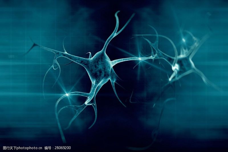 显微镜下的神经元图片