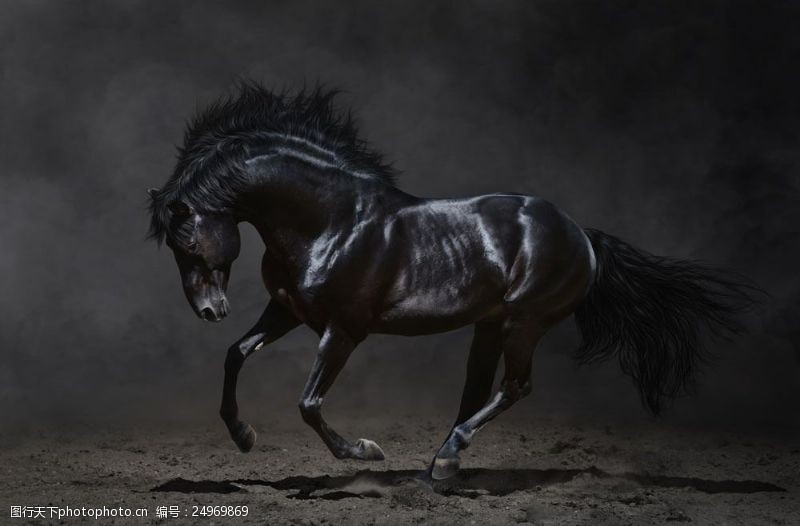 奔跑的马奔跑的黑马图片