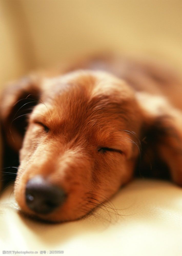 小狗名片睡着的狗狗头部特写图片