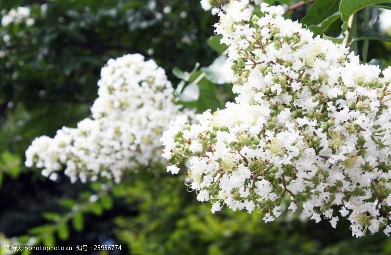 草本植物白色草本花朵
