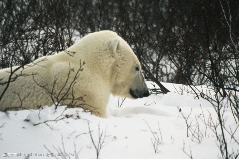 气候北极熊特写图片