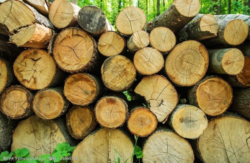 采伐伐木业